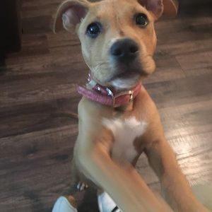 Meet your Posher, Heidi